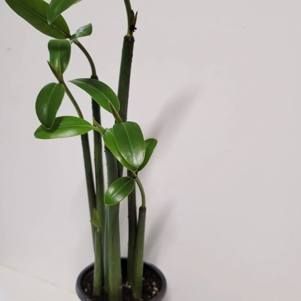 Five Mangrove Plants In A Four Inch Pot. Aquarium And Terrarium Plants.
